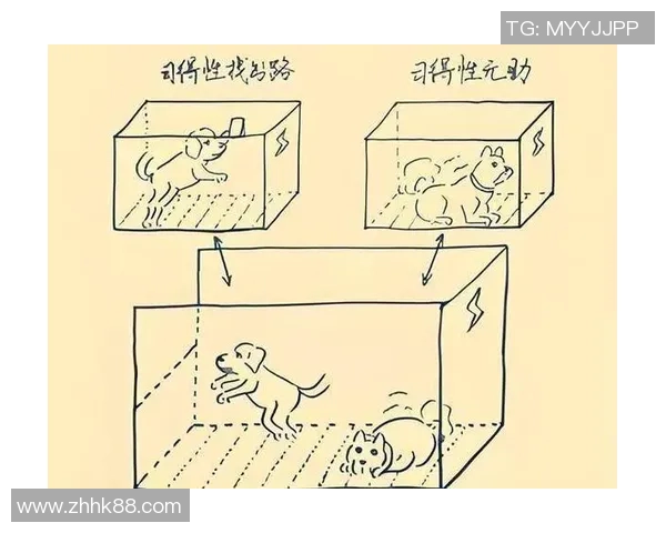 不可预测性背后的心理机制与我们为何依然追求未知结果的深层原因探讨